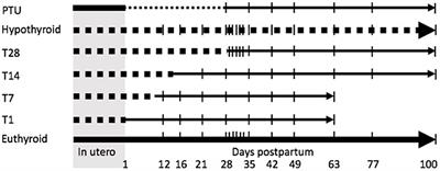 Transient Hypothyroidism: Dual Effect on Adult-Type Leydig Cell and Sertoli Cell Development